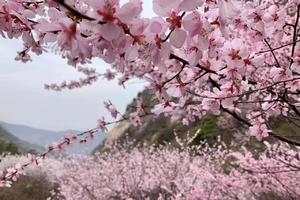 【小小树 妈妈团 秦岭三十峰④】3.28 （周四）| 三凤山赏桃花