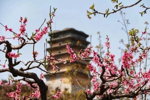 【小小树 山林徒步 自驾团】03.30（周六） | 土门峪赏桃花 寻找春天的踪迹