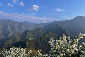 【小小树 妈妈团 秦岭三十峰⑥】4.11（周四）| 天顶山赏白娟梅