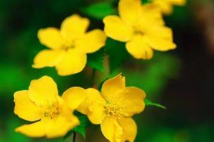 【小小树 妈妈团 秦岭三十峰⑦】4.18（周四）| 白石峪赏花 溪边拓染