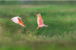 小小树暑期营|三天两晚轻独立营 来朝阳村做小小巡护员