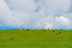 小小树暑期营| 跟着新疆姑娘夏夏去伊犁亲子营&新疆旅行义工招募