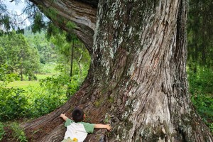 小小树暑期营| 漫步翠云廊 穿越千年古蜀道2期