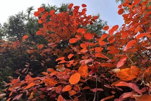 小小树山野少年 | 10.13 天顶山亲子半日轻徒步，金秋悠闲赏红叶 一堂大自然中的美育课