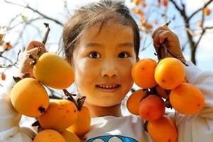 小小树节气生活 | 10.19 富平甜糖蜜柿之旅