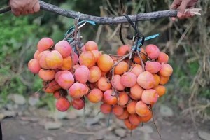 小小树节气生活 | 12.23周日 冬藏季，我们徐行徒步，摘柿子做柿饼、各类蔬菜腌泡菜，还用植物染留住秋日丰收的喜悦。