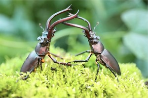 小小树昆虫系列课程 | 12.21周六 野外开朽木 和锹甲做个朋友