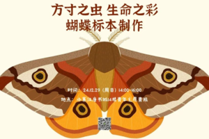 小小树昆虫系列课程 | 12.29周日 方寸之虫生命之彩 新年礼物蝴蝶标本带回家 