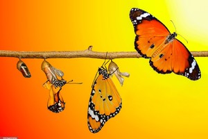 【独立营徒步】3.16周日| 早春徒步找寻生命之彩蝴蝶 田野制作蝴蝶生态瓶