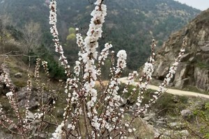 【亲子徒步】3.15周六| 上春山 登高东秦岭最休闲的高山草甸刘家山草甸