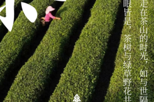 小小树清明营 | 4.4-4.5 在隐世茶乡 邂逅清明 迎来陇上的万物生长