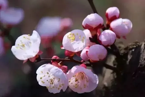 【3.22周六小众徒步路线】 赏杏花 挖野菜 爬过好几座山头