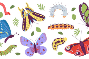 昆虫系列课程 | 3.29周六 早春徒步找寻生命之彩蝴蝶和昆虫 田野制作蝴蝶生态瓶