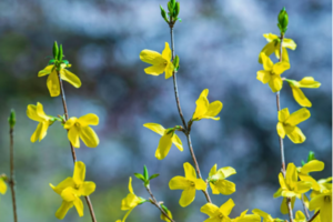 独立营徒步】3.30周日| 登高虎吼山 赏满山金黄连翘 户外学习绳索技能