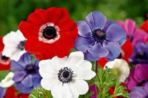 【植物观察半日课程】 3.30周日 | 深度自然植物观察 一起遇见植物园的花海春天