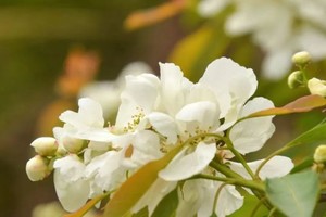 【亲子徒步】4.13|小众徒步 认识早春的植物和昆虫 看山林新绿 白鹃梅开满山梁