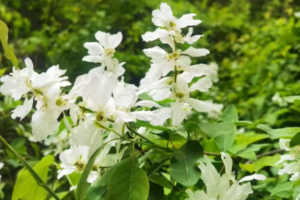 【小小树妈妈团】4月10日（周四）| 7公里徒步小穿越  行走在白鹃梅的花海中