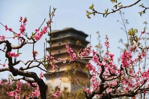 【亲子轻徒步】4.13周日|去土门峪看桃花呀 桃花园里的诗经吟唱