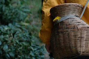 【小小树五一营】 5.2-5.4| 在隐世茶乡的自然村落采茶挖竹笋，让假期旅行回归“过日子”的本质