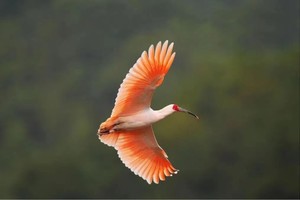 【小小树五一营】 5.2-5.4 |走进洋县朝阳村朱鹮之乡 在山野间肆意撒野