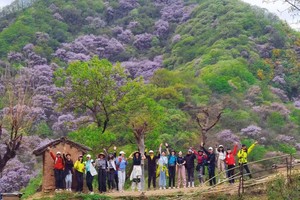【小小树 妈妈团 】4.17 周四 西寺沟赏紫荆花