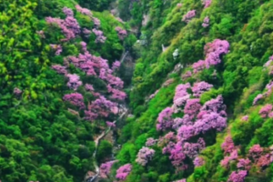 【独立营徒步】4.20周日| 登高赏紫荆花 去山野里做一罐果酱  把春天的颜色敲进布帛里