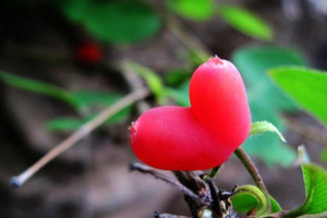 【植物观察课程】 4.26周六 | 小众野山辨认植物 摘野果 挖野菜 做果酱 敲拓染