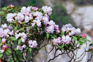 【五一单日营】5.3| 徒步秦楚古道 登顶终南之巅  在箭竹林、高山杜鹃、高山草甸与第四纪冰川遗迹间穿行