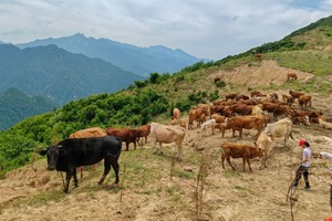 【独立营徒步】5.18周日| 刘家山草甸登高 邂逅牛羊 寻找屎壳郎的踪迹 
