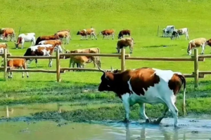 【小小树暑期营】 | 7.18-7.23 让锡林郭勒草原的风教孩子奔跑 让李路老师的音乐疗愈陪孩子做梦