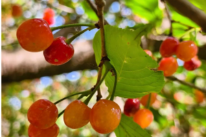 【亲子轻徒步】5.10/11| 东秦岭最美峡谷徒步 采摘野樱桃 戏水捞鱼 