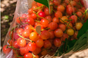 【独立营徒步】5.11|樱桃沟采摘野樱桃 溪流戏水涝鱼找蝴蝶