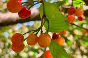 【亲子轻徒步】5.13周二| 东秦岭最美峡谷徒步 采摘野樱桃 戏水捞鱼