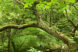 【山林徒步】5.17/5.18| 野趣清凉戏水路线 探秘夏日里的植物和昆虫