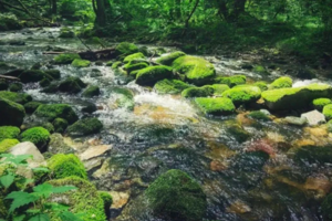 【山林徒步】5.24/5.25周六周日| 去绿光森林甘花溪感受绿意和清凉 