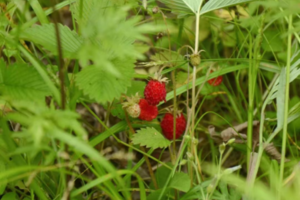 【小小树端午营】6.1/6.2| 孩子们的节日 去摘野草莓 去打卡一个秦岭南坡的清凉戏水地
