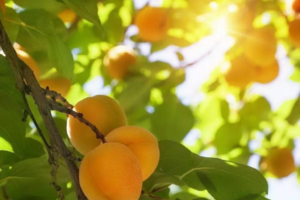 6.2 小小树邀你热闹过端午 摘杏 点雄黄 包粽子 做香包 设五毒等12种趣味活动让您过一个有趣特别节日