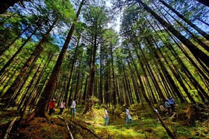 6.28-7.1 在王朗魔法森林里做一只小精灵 探寻野生高山杓兰群落 深度体验白马藏族文化