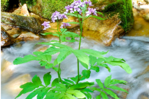 【独立营徒步】6.8周日| 夏日里的清凉秘境 探秘大峪河的源头 高山上的甘花溪