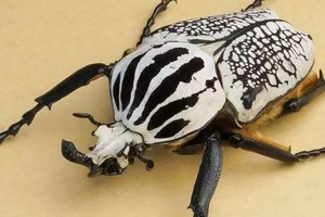 【昆虫系列课程】6.15周日 | 大自然邂逅夏花中的宝石“花金龟” 为昆虫搭建一个旅馆 静待独属自己的独角仙羽化成虫