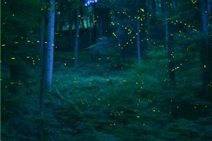 【暑期营】 8.1-8.3 亲子+独立 | 在李子坝隐世村寨看漫山萤火虫纷飞 徒步茶园古道采蘑菇 乘竹筏戏水