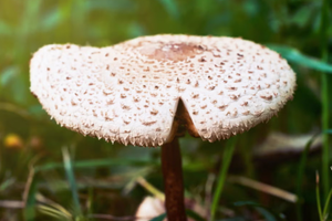 【暑期营】 8.15-8.17 亲子+独立 | 在王朗魔法森林入住木屋看萤火虫 野生大熊猫栖息地菌菇研学 深度体验白马藏