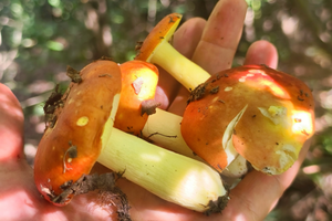 【山林徒步】9.13周六| “一脚踏三县”的隐世小村 有草甸松林蘑菇和各色秋日的野味