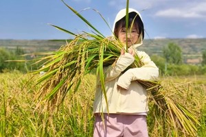 【小小树节气生活】10.2 秋日丰收季 割水稻 挖红薯 砍甘蔗 田园铁锅炖 森林游乐园畅玩