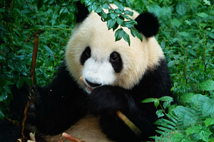 10.1-10.2/10.6-10.7 亲子 | 跟着党高弟老师 走佛坪国宝熊猫诱惑之路 王家湾登高采野果做木工