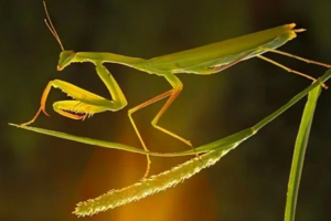 【昆虫系列课程】9.14周日 | 探索昆虫界的顶级杀手“螳螂” 秋季山间捡板栗猕猴桃 观察种类丰富的蘑菇