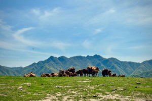 【独立营徒步】9.14周日| 海拔2000+的高山草甸 8公里穿越 去吹吹秋日草甸的风