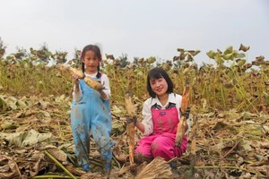 小小树节气生活】10.3 秋日挖莲藕、吃藕片，与荷叶玩耍~