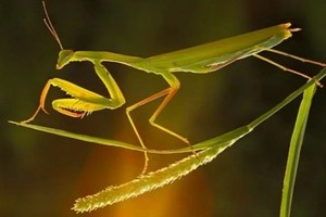 【昆虫系列课程】9.20周六 | 探索昆虫界的顶级杀手“螳螂” 寻找超大只蝴蝶蛾子幼虫