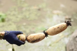 【节气生活】10.25下午 | 秋日挖藕正当时 下荷塘挖藕 田野包美味的莲菜饺子
